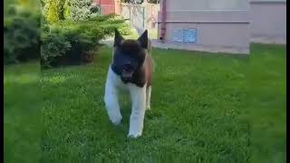 Cute American Akita Girl Quincy