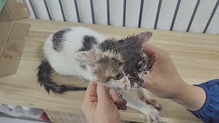 Will This Fearful Stray Kitty Pull Thru After It’S Head Was Cut & Legs Were Beaten By Wicked Humans? by Animal Rescue Center-LiuLi 1,004 views 2 weeks ago 4 minutes, 24 seconds