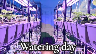Watering Day