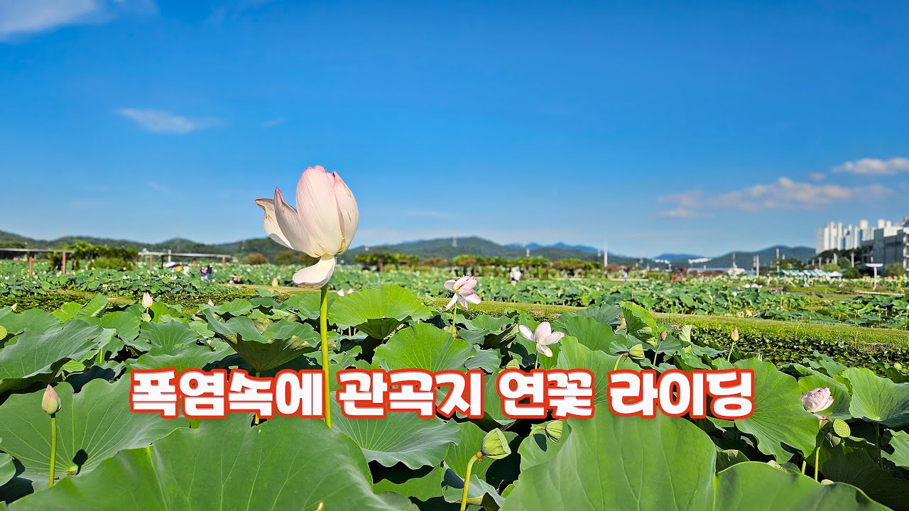 관곡지 연꽃 #시흥갯골 #장아산#수산#인천대공원 라이딩