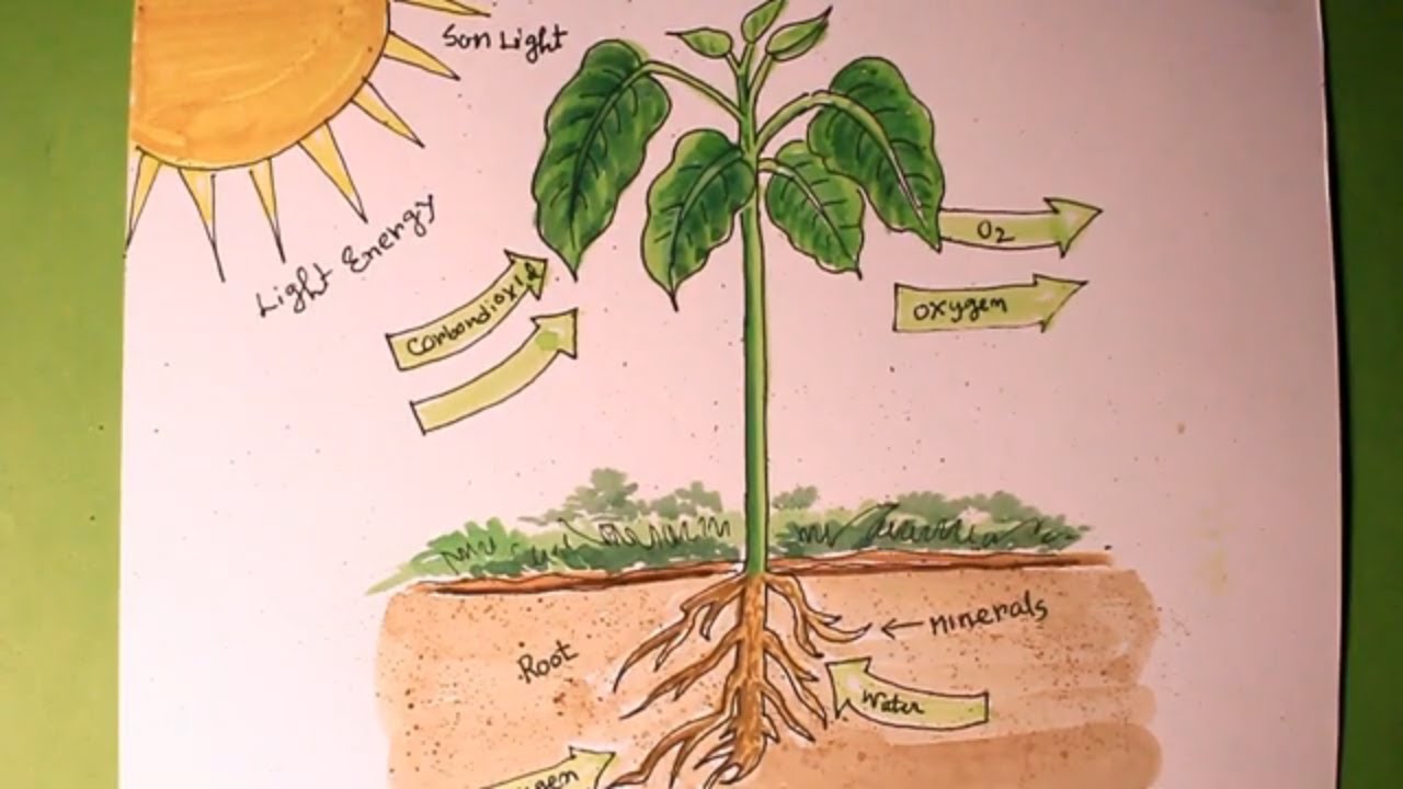 Cute Sketch A Drawing For Photosynthesis for Kindergarten