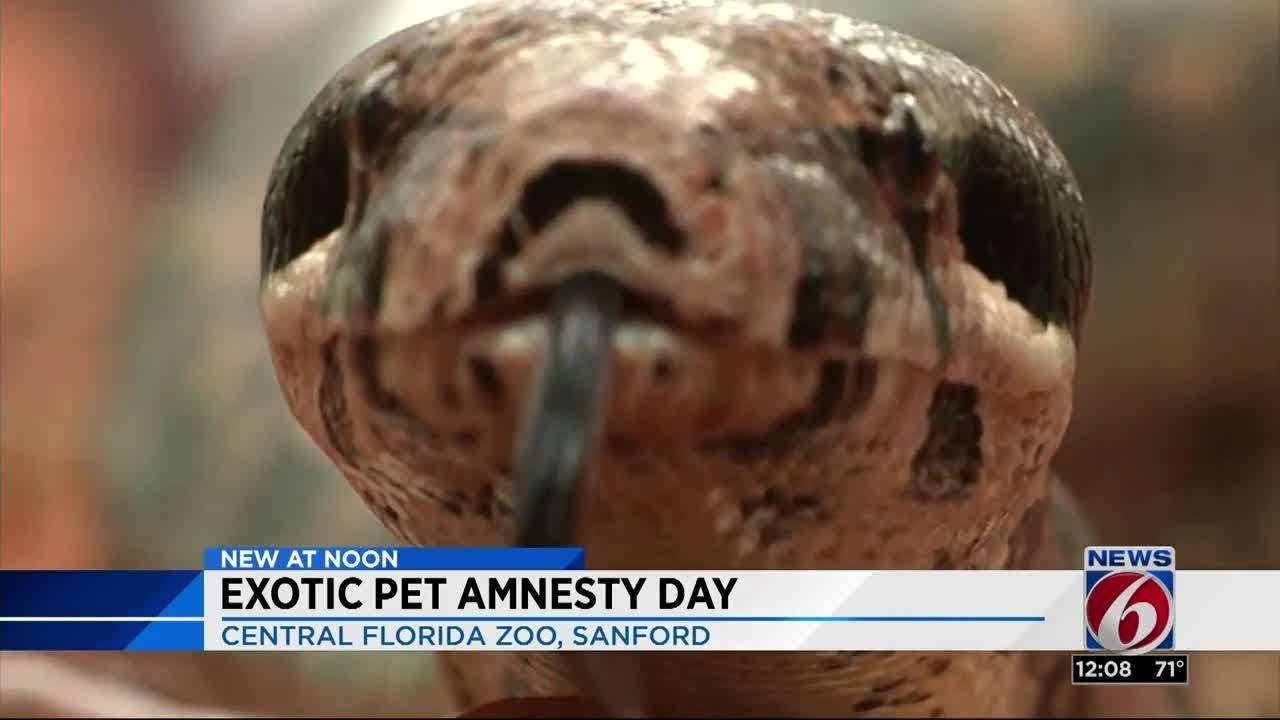 Exotic pet amnesty day YouTube