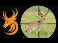 Common Reedbuck hunt in Mozambique