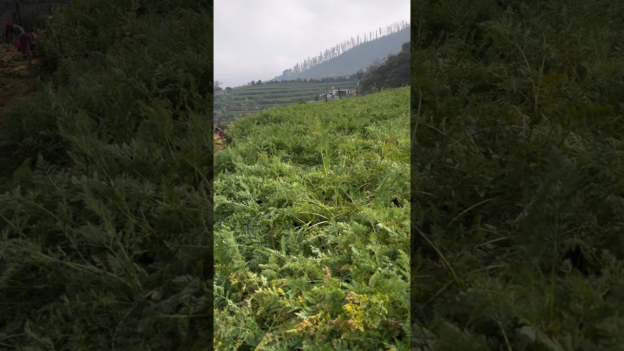 wow Amazing!!! Green view in Ooty😄