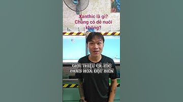 Giới thiệu Cá lóc Pháo Hoa Golden ( Channa Pulchra Xanthic) | Cá cảnh An An #cacanhanan #channa #cá