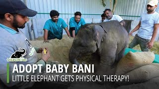 Physical Therapy With Bani And Team! by Wildlife SOS 11,618 views 2 months ago 1 minute