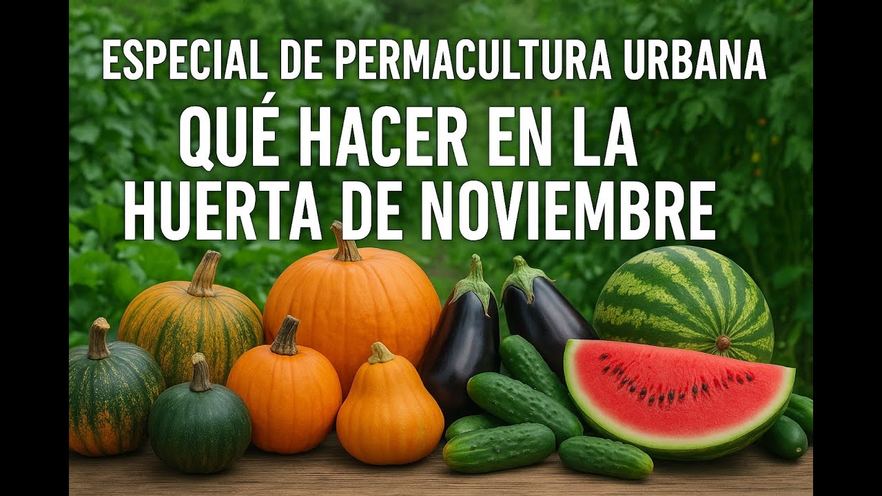 Noviembre en la Huerta. Que plantar ahora mismo?