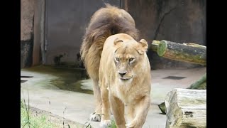 【friendly lion couple】The sound of a female lion (Luna)!‼貴重な♀ライオンルナの鳴き声Gaou♂&Runa♀,Monaca♀#lion