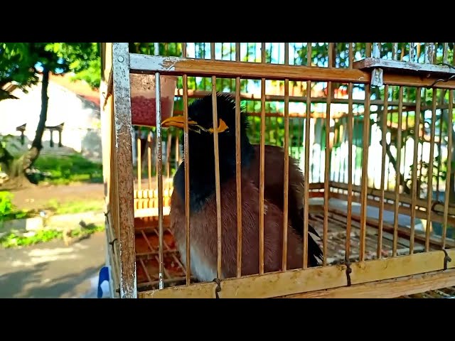 JALAK NIAS LUCU, bisa suara kucing Dan anak ayam class=