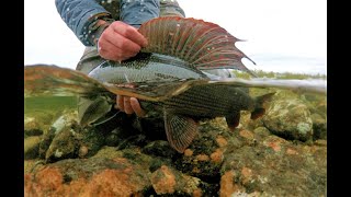 Fly Fishing for Grayling & Whitefish