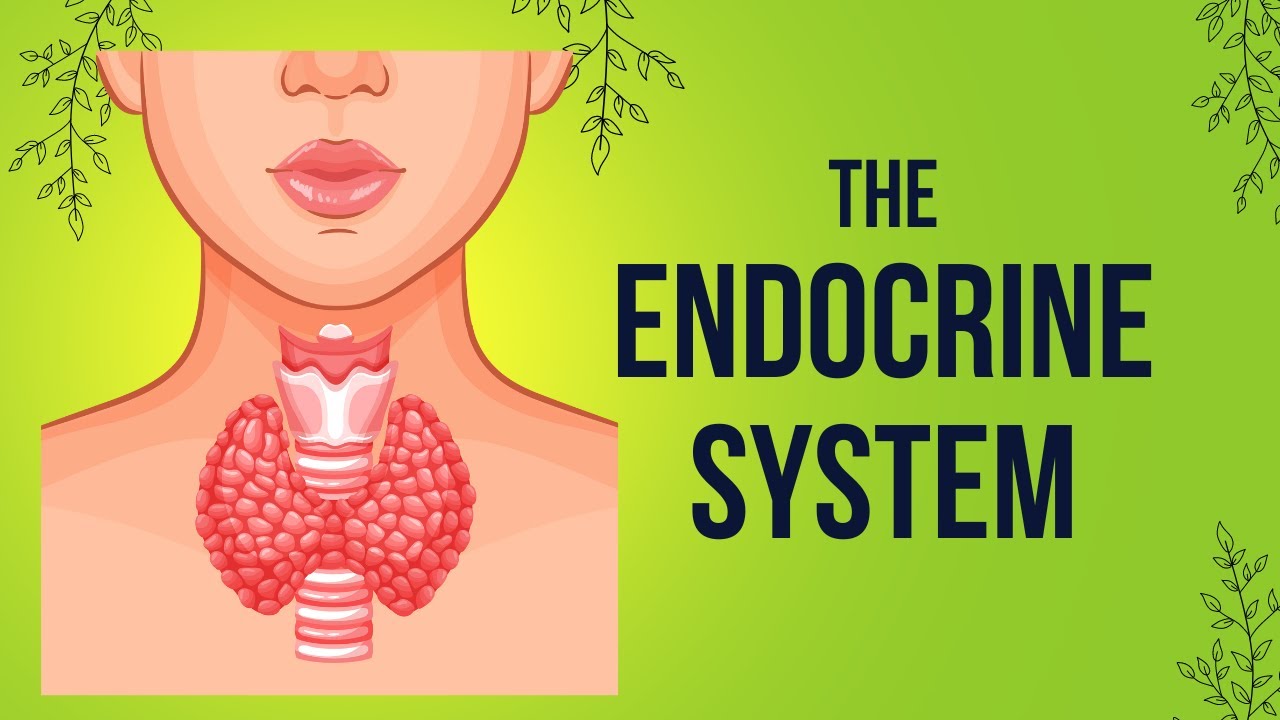 The Endocrine Adventure - Unlocking the Mysteries of Your Endocrine ...