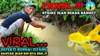 MANCING IKAN KOI DI SELOKAN || GAK NYANGKA NEMU SARANG NYA || REJEKI NOMPLOK DAPAT IKAN MAHAL BRO