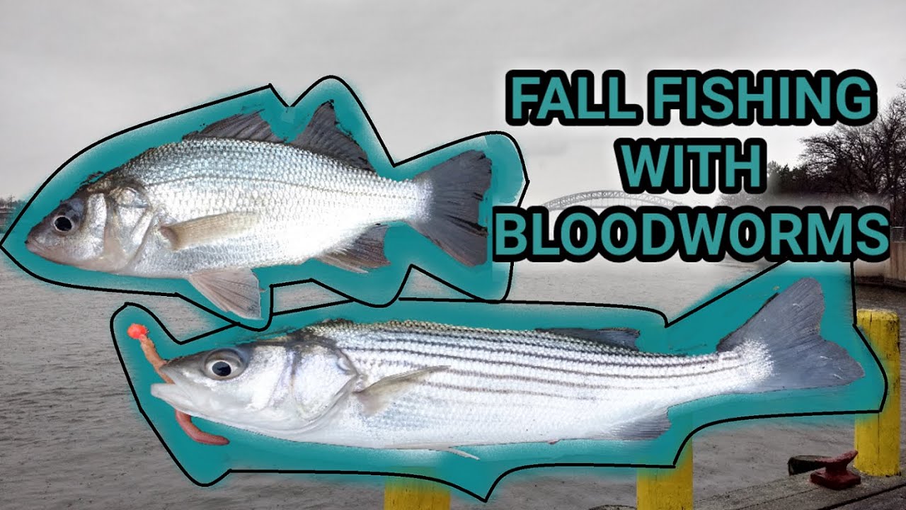 Striped Bass and White Perch on Bloodworms YouTube