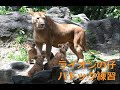 ライオンの仔3頭、パドック練習の様子