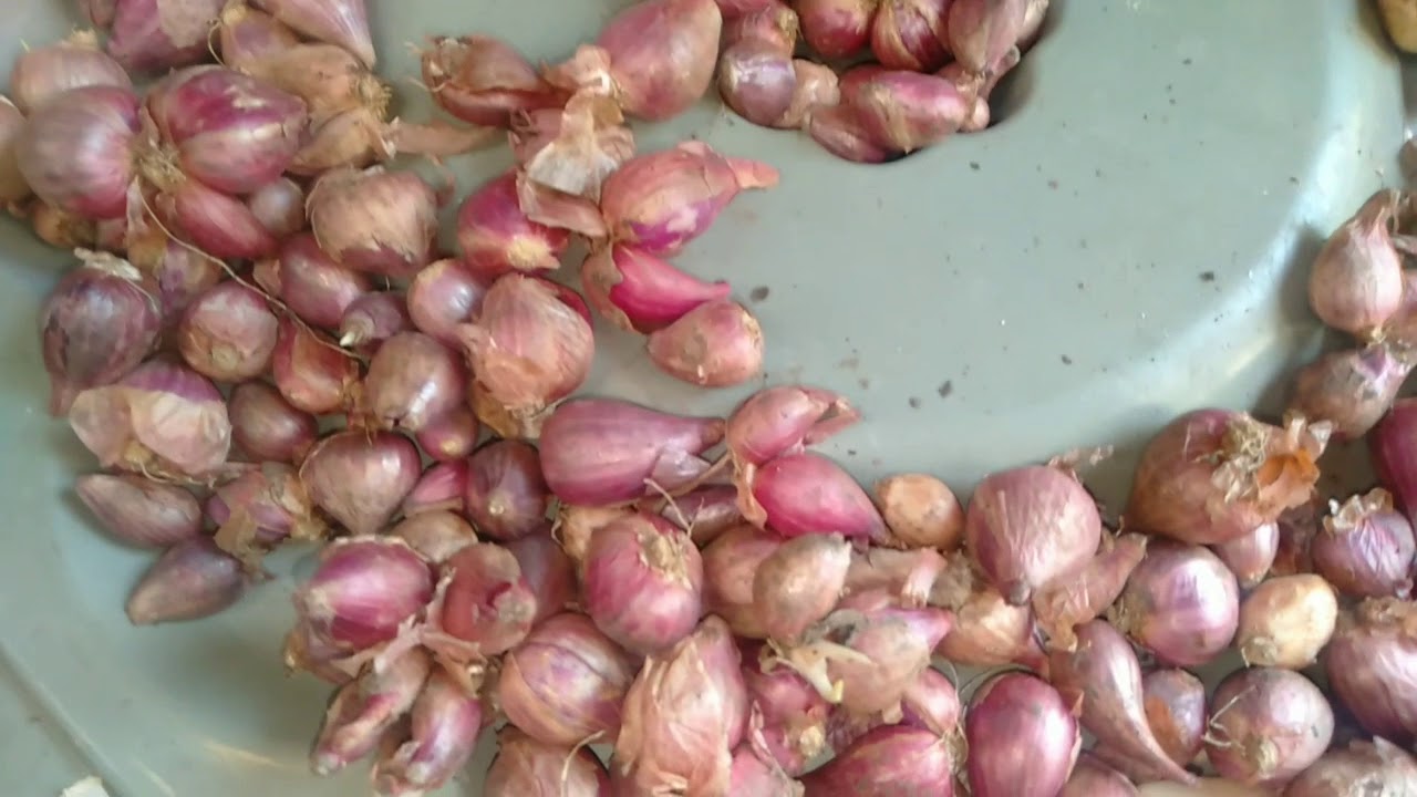 Cara menanam bawang merah live 