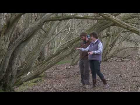 Identifying Historic Wood