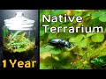 Forest Floor Terrarium │ Native Terrarium - 1 Year Update thumbnail