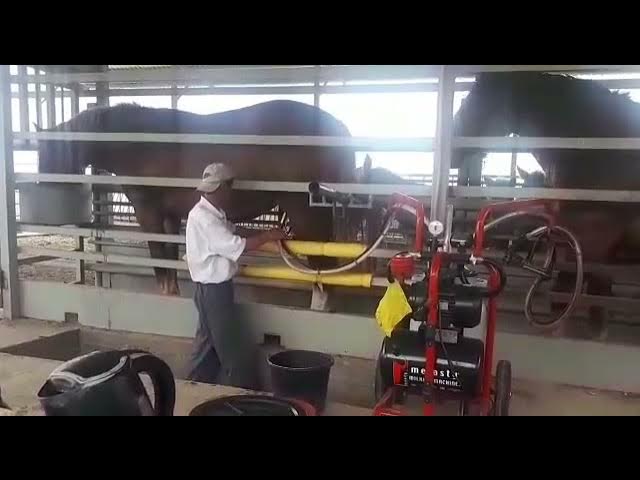 Ачинскідегі транссексуалдар Порно анасы өзін ұлына берді