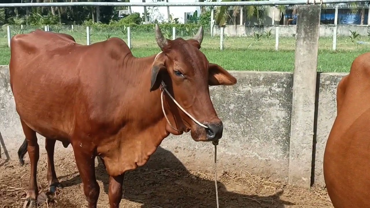 12 tháng 01 tiếp tục có chuyển giao bò về vũng tàu 0984471687