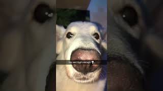 Dog stopping human from eating pizza #shorts #meme #memes Dog stopping human from eating pizza #shorts #meme #memes