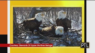 Bald Eagle Trio: Nest With Two Dads, And One Mom Raising Three Eaglets
