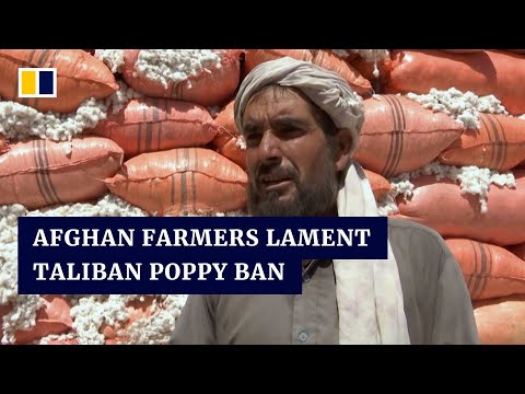 Afghan farmers struggle to turn profits with cotton after taliban poppy, opium ban