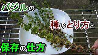 バジルの種の採り方と保存法 Youtube バジルの種の採り方と保存法 Youtube