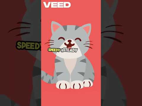 Speedy & Steady