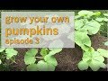 How To Thin Your Pumpkin Vines - How to Grow Pumpkins - Summer 2017, Episode 3