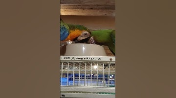 Thumbnail of Buffon macaw and catlina macaw enjoy