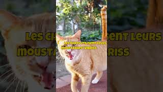 faits incroyables sur les chats que tu ne connaissais pas !