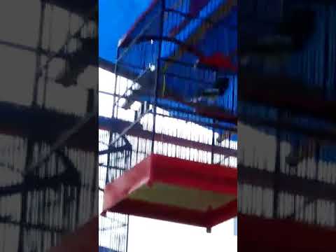 KACER FULL BUKAK EKOR FULL MATERI SADIS.