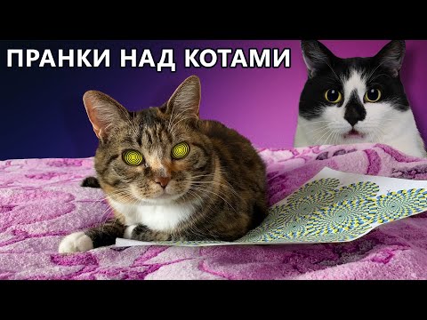 СМЕШНЫЕ РОЗЫГРЫШИ ДЛЯ КОТОВ! КОТ Малыш и КОШКА МУРКА и НОВЫЕ ПРИКОЛЫ ! 4 Способа ПРАНКАНУТЬ КОШКУ