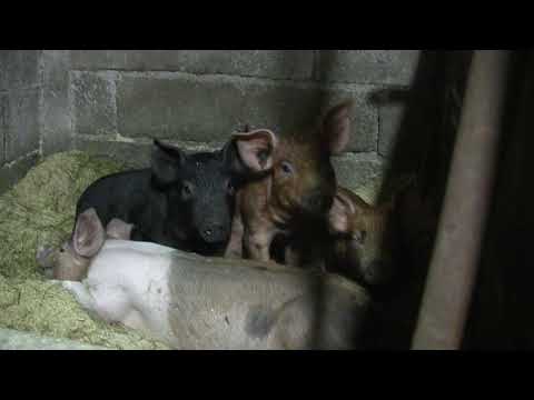 ნახევრად ბაქტერია ნახევრად ბეტონი ხის პოლით...ვნახოთ რა შედეგს მოგვცემს..