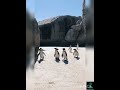 Cute penguin  playing  shorts arcreation bestviews