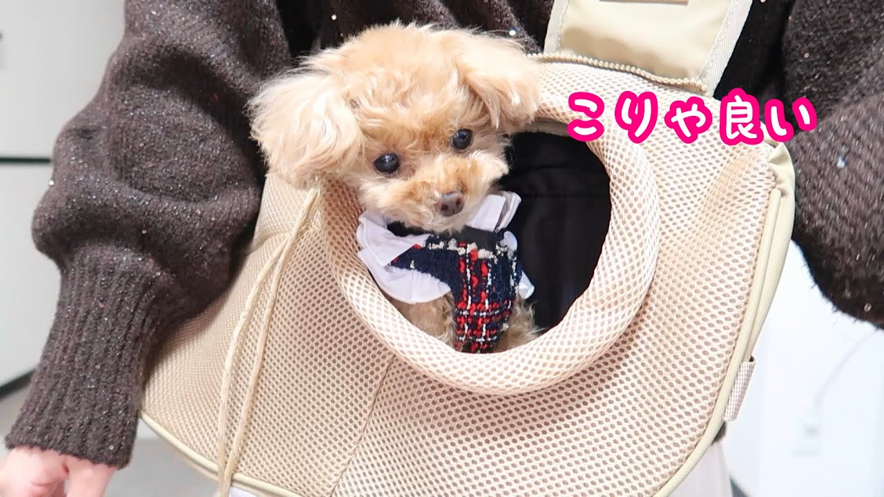 超ビビりな犬が寝ちゃうほど心地いいペットスリングに出会った【トイプードルのコロン】