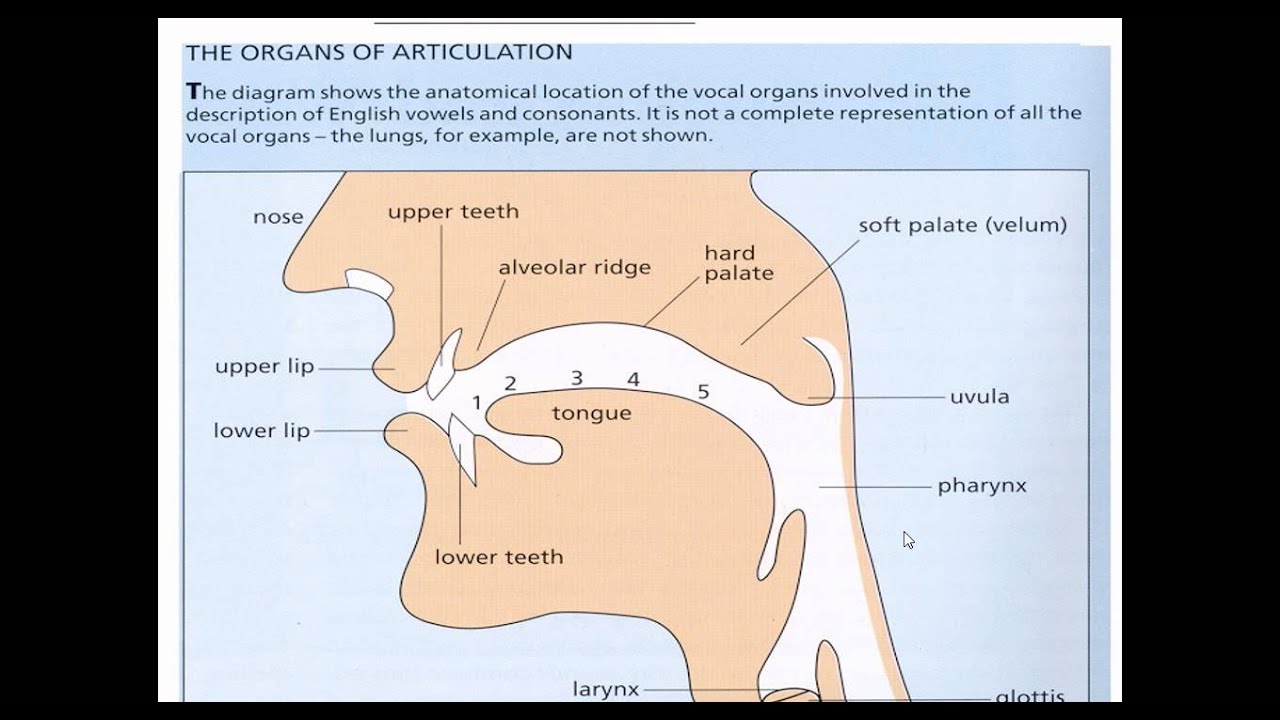 Show on the diagram. Articulation of English Vowels. Articulation Organs. Articulation of Sounds. Place of articulation.