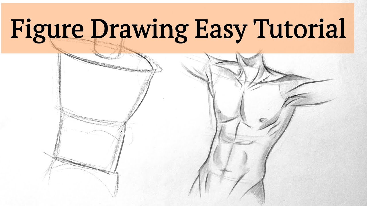 Anatomy Sketch  Male Chest drawing  Human Figure drawing lessons easy  step by step for beginners  YouTube