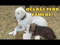 AKBAŞ ÇOBAN KÖPEĞİ OĞLAĞI TERK ETMEDİ | ŞOK OLDUM !