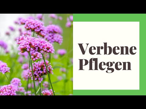 Video: Kriechendes Eisenkraut im Garten: Tipps zur Verwendung von Eisenkraut als Bodendecker