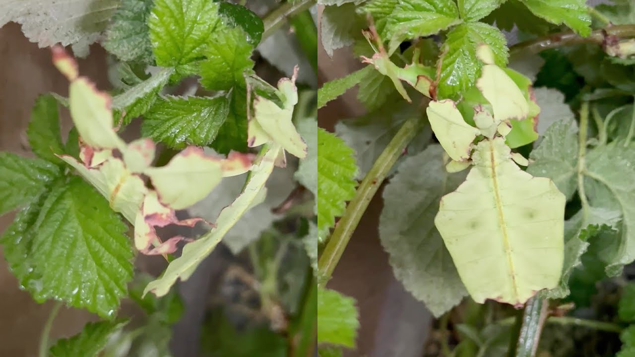 Giant insect nymphs almost start fighting over food || WooGlobe
