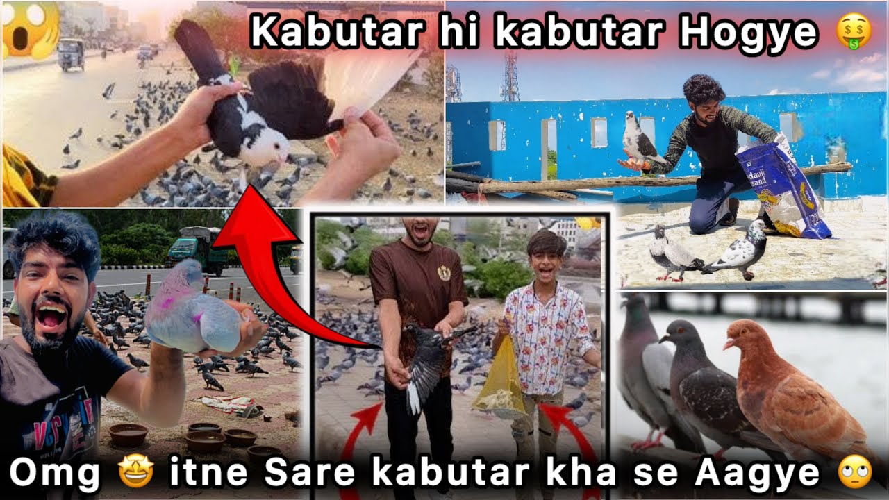 Bht Sare Nayab kabutar Pakdne Lge 🤑 || Bache hi Bache Pakr Liye 🤩