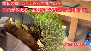 [黒松盆栽の植え替え２] 盆栽を鉢から外す