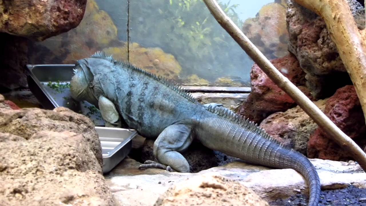 iguana zoo