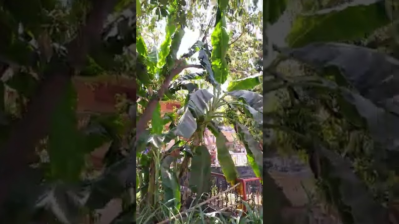 prasadam at Gev wada 👍😊