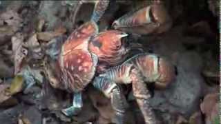 Weird Animals - Coconut Crab