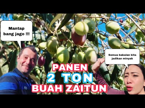 Video: Zaitun Eropa