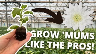 Cut Flower Growing || How To Grow Commercial Chrysanthemums