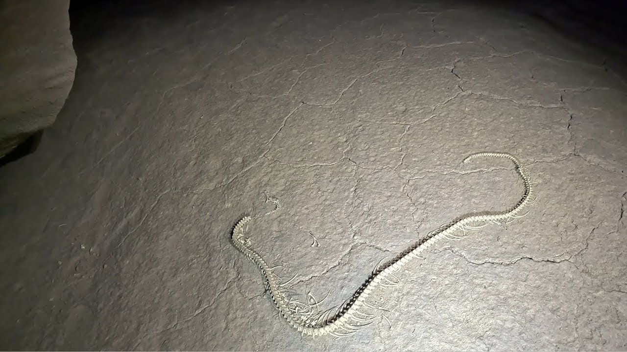 Ancient Snake Fossil Discovered 3 Miles Back In The Cave