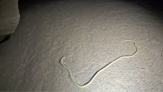 Ancient Snake Fossil Discovered 3 Miles Back In The Cave by ActionAdventureTwins 241,588 views 4 months ago 29 minutes